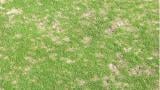 Dollar spot on fescue surface