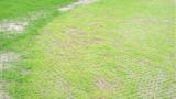Seedling Blight