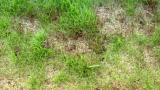 Seedling Blight - Pythium
