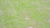 Seedling Blight
