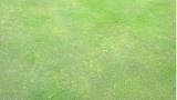 Yellow Turf