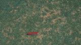Anthracnose