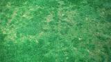 Anthracnose