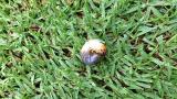 Argentinian Scarab