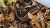 Lawn Army Worm