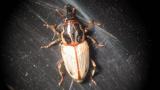 Billbug Adult