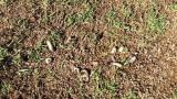 Black Beetle Damage