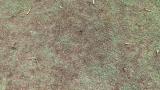 Grey Leaf Spot