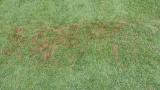 Pythium damage
