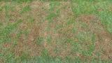 Pythium damage