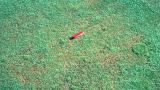 Pythium Root Rot