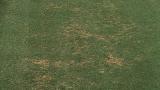 Pythium Root Rot