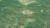 Spring Dead Spot