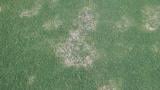 Spring Dead Spot