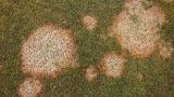 Winter Fusarium
