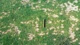 Winter Fusarium