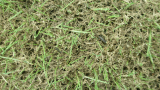 Lawn armyworms amongst turf that they have damaged