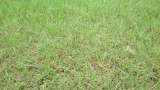 Damage to turf from Lawn armyworms