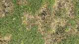 Dollar Spot
