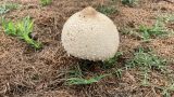 Fairy Ring Fruiting Bodies