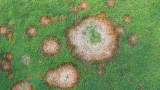 Winter Fusarium