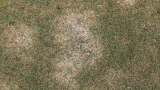 Spring Dead Spot