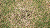 Spring Dead Spot