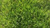 1024x716px_poa_annua_winter_grass_3361.jpg