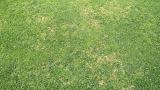 anthracnose