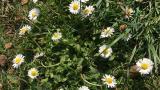 bellis_titel