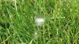 dollarspot