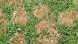 pythium