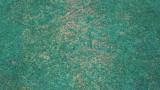 Anthracnose colletotrichum