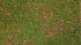 fusarium_disease