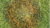 bentgrass