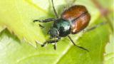 phyllopertha_horticola