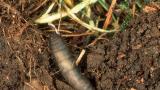leather_jacket_grub