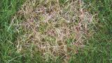 red-thread_laetisaria_fuciformis