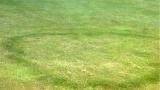 fairy ring type 2