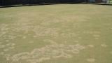 take all gaeumannomyces graminis var avenae bowling green