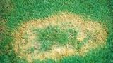 take all patch uromyces species golf fairway