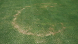 fairyrings