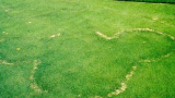 fairyrings