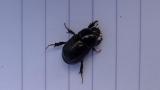 Adult Black Beetle