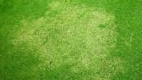 Couchgrass Decline