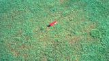 Pythium Root dysfunction