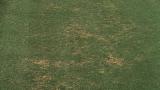 Pythium Root Rot