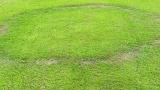 Type 1 Fairy Ring