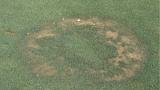 Type 1 Fairy Ring