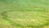 Type 2 Fairy Ring